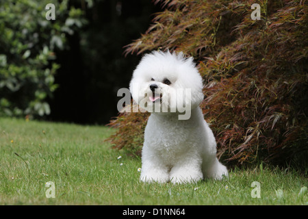 Hund Bichon Frise Stockfoto