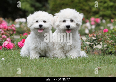 Hund Bichon Frise zwei Welpen sitzen auf Rasen Stockfoto