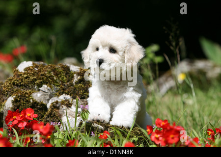 Hund Bichon Frise Welpen sitzen auf einem Felsen Stockfoto