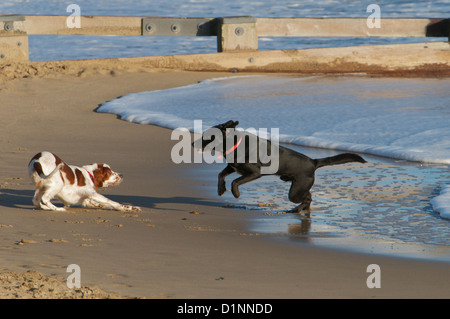 Zwei Hunde spielen am Strand in der Wintersonne Stockfoto