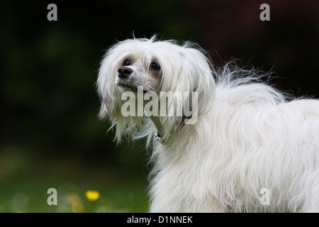 Hund Chinese Crested Dog adult Porträt Profil Stockfoto