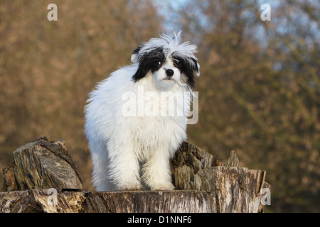 Hund Chinese Crested Dog Langhaar Welpe stehend auf Holz Stockfoto