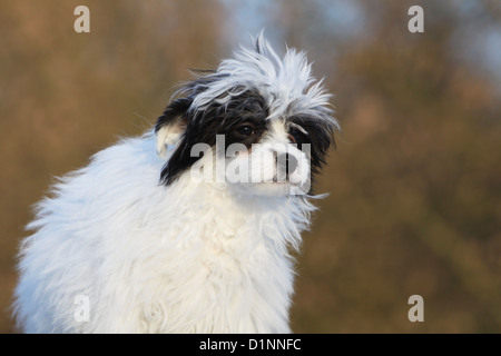 Hund Chinese Crested Dog Langhaar Welpen Porträt Stockfoto