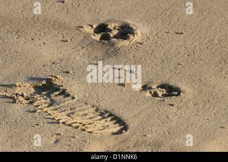 Mensch und Hunde Fußspuren im Sand am Swanage Strand Dorset Stockfoto