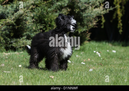 Hund Chinese Crested Dog Langhaar Welpe stehend Stockfoto