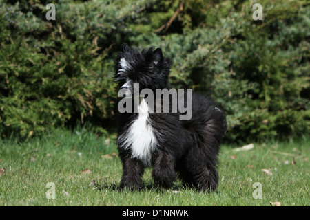 Hund Chinese Crested Dog Langhaar Welpe stehend Stockfoto