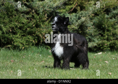 Hund Chinese Crested Dog Langhaar Welpe stehend Stockfoto