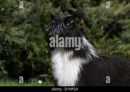 Hund Chinese Crested Dog adult Porträt Profil Stockfoto