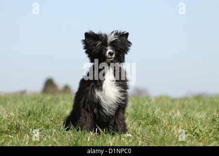 Hund Chinese Crested Dog Langhaar Welpen sitzen Stockfoto