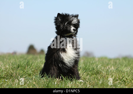 Hund Chinese Crested Dog Langhaar Welpen sitzen Stockfoto