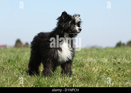 Hund Chinese Crested Dog Langhaar Welpe stehend Stockfoto