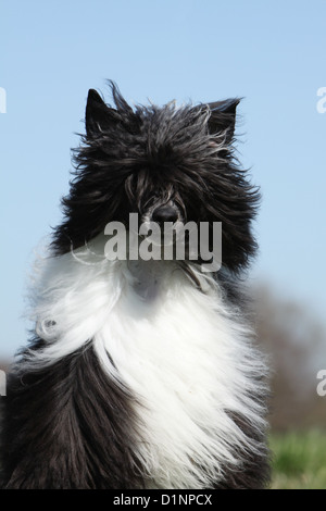 Chinese Crested Dog adult Porträt Gesicht Hundes Stockfoto