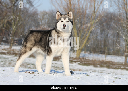 Hund Alaskan Malamute Erwachsenen stehen im Schnee Stockfoto