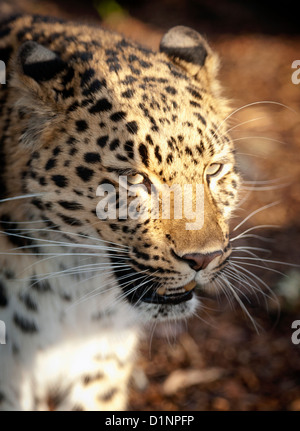 Weibliche Amur Leoparden (Nahaufnahme) Stockfoto