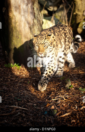 Weibliche Amur-Leopard, Wandern im Wald Stockfoto