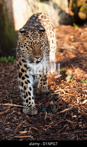 Weibliche Amur-Leopard, Wandern im Wald Stockfoto