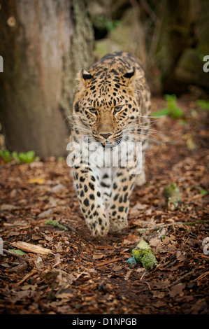 Weibliche Amur-Leopard, Wandern im Wald Stockfoto