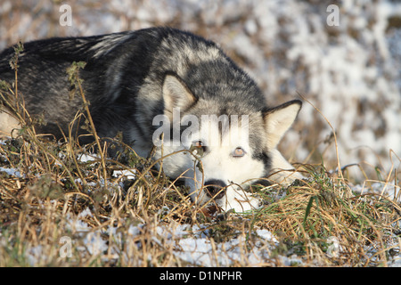 Hund-Alaskan Malamute-Erwachsenen liegen auf dem Rasen Stockfoto