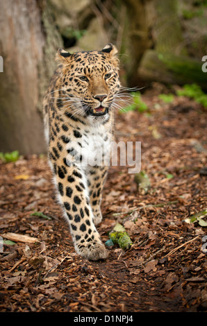 Weibliche Amur-Leopard, Wandern im Wald Stockfoto