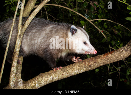 Virginia Opossum (Didelphis Virginiana) Kletterbaum in der Nacht. Stockfoto