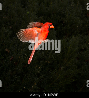 Männliche nördlichen Kardinal (Cardinalis Cardinalis) fliegen (Georgia, USA). Stockfoto