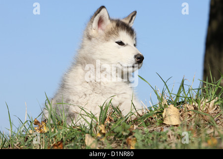 Hund Alaskan Malamute Welpen auf einer Wiese liegend Stockfoto