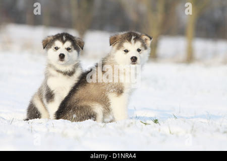 Hund Alaskan Malamute zwei Welpen sitzen im Schnee Stockfoto