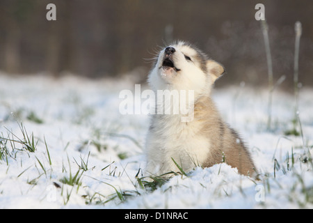 Hund Alaskan Malamute Welpen sitzen heulen Stockfoto