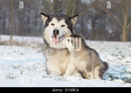 Alaskan Malamute Erwachsenen Hund und Welpen im Schnee Stockfoto