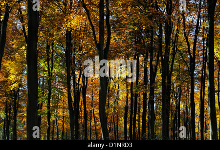 Wald im Herbst Stockfoto