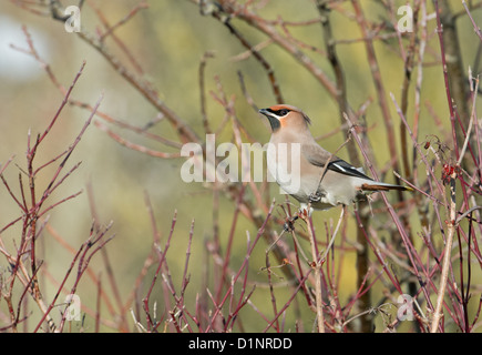 Böhmische SEIDENSCHWANZ (Bombycilla Garrulus) thront ON RED WINTER Beeren. UK Stockfoto