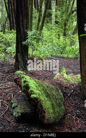 Moos bedeckt umgestürzten Baumstamm im Nisene Flecken Stockfoto