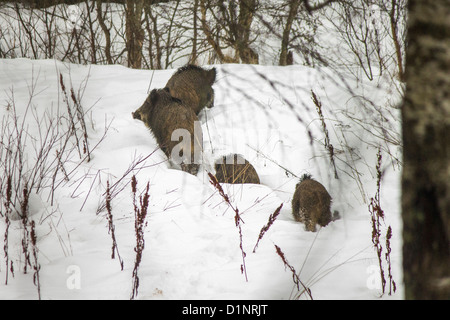 Wildschwein-Familie Stockfoto