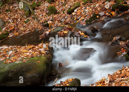 Gebirgsbach Rauschen mit Moos bedeckt Felsen mit Kronen aus Laub Stockfoto