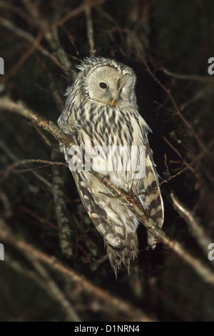 Der Habichtskauz, Strix uralensis Stockfoto