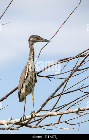 Eine juvenile Gelb-gekrönter Nachtreiher thront auf einem Ast in Belize Stockfoto