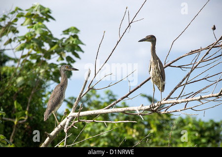 2 Jugendliche Gelb-gekrönter Nachtreiher thront auf einem Ast in Belize Stockfoto