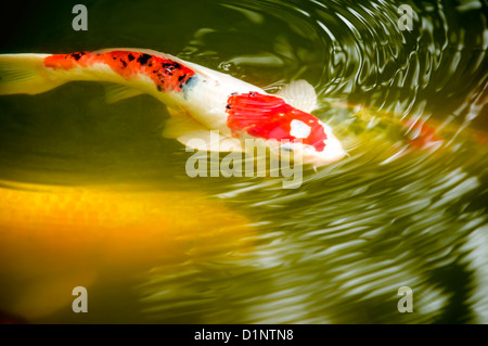 Koi-Teich in der Japanese Tea Garden, Golden Gate Park, San Francisco, Kalifornien Stockfoto