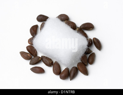 Baumwolle (Gossypium) Samen mit einem Wattebausch. Stockfoto