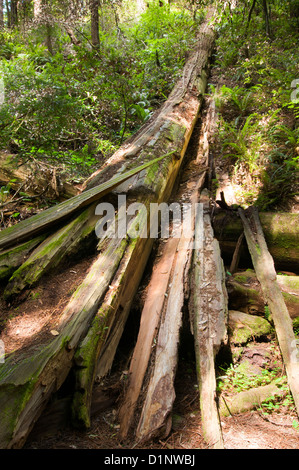 Gefallenen und verfallenden Coastal Redwood-Baum im Muir Woods National Monument, Kalifornien, USA Stockfoto