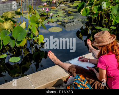 Ein Künstler skizziert Seerosen (polaren) am Haupt-Konservatorium Teich an der New York Botanical Gardens in der Bronx. Stockfoto