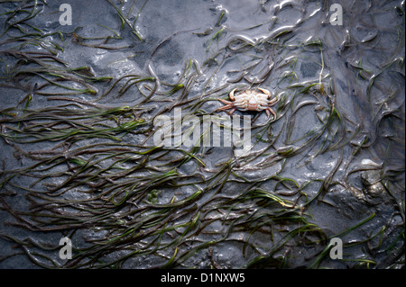 Tote Jugendliche Red Rock Krabben am Strand. Stockfoto