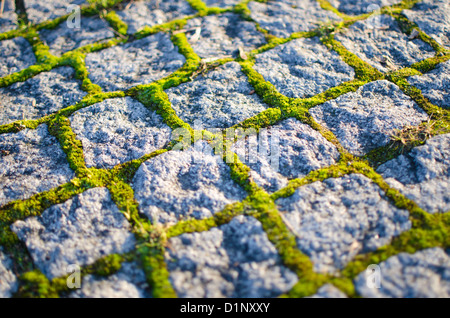 Pfad Mit Kopfsteinpflaster Und Grünem Moos In Den Lücken Stockfoto