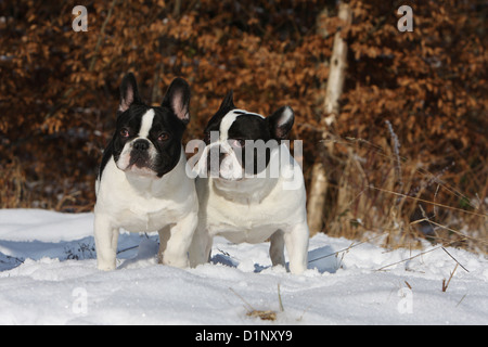Französische Bulldogge Hund / Bouledogue Français Erwachsenen stehen auf Schnee Stockfoto