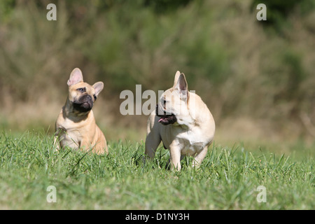 Französische Bulldogge Hund / Bouledogue Français zwei Welpen fawn auf einer Wiese Stockfoto