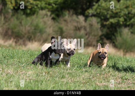 Französische Bulldogge Hund / Bouledogue Français drei Welpen auf einer Wiese Stockfoto