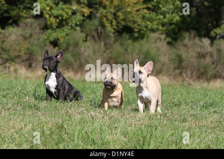 Französische Bulldogge Hund / Bouledogue Français drei Welpen sitzen auf einer Wiese Stockfoto