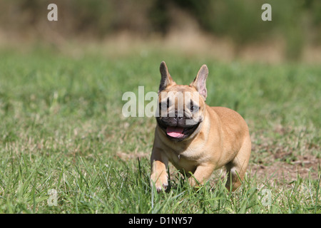 Französische Bulldogge Hund / Bouledogue Français Welpen laufen auf der Wiese Stockfoto