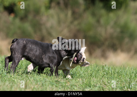 Französische Bulldogge Hund / Bouledogue Français zwei Welpen mit einem Stock zu bezahlen Stockfoto