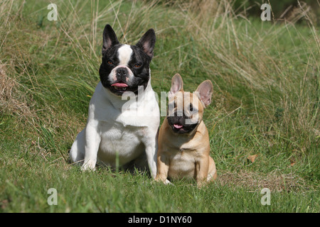 Französische Bulldogge Hund / Bouledogue Français Erwachsene und Welpen sitzen Stockfoto